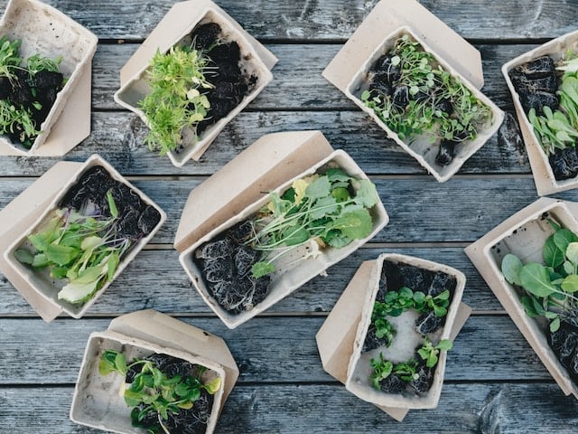 The Future of Eco-Friendly Packaging - Exploring Biodegradable and Compostable Solutions